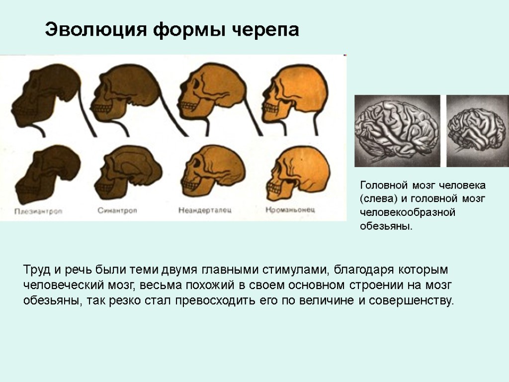 Эволюция формы черепа Труд и речь были теми двумя главными стимулами, благодаря которым человеческий